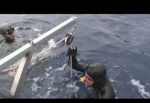Três novos recordes nacionais de apneia fixados no Faial