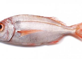 Pesca de goraz proibida nos Açores até 31 de dezembro