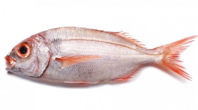 Pesca de goraz proibida nos Açores até 31 de dezembro