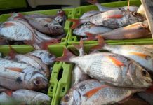 Pesca do goraz nos Açores passa a ter quota estipulada por ilha