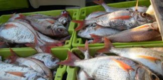 Pesca do goraz nos Açores passa a ter quota estipulada por ilha