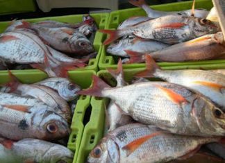 Pesca do goraz nos Açores passa a ter quota estipulada por ilha