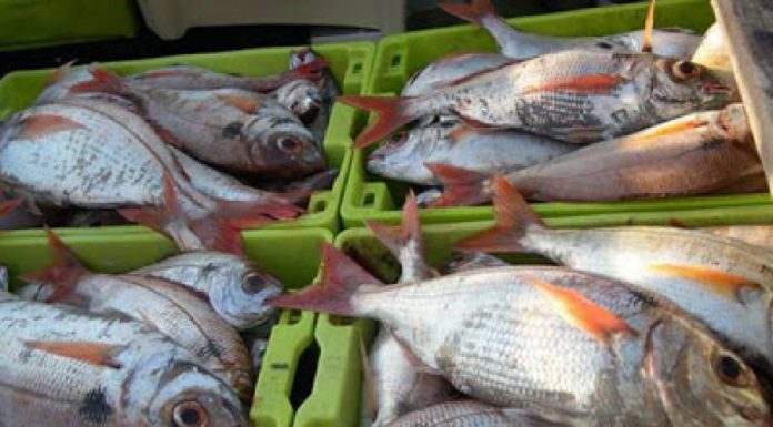 Pesca do goraz nos Açores passa a ter quota estipulada por ilha