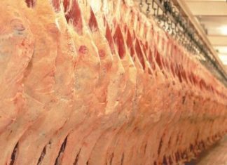 Carcaças de bovinos abatidos nos matadouros da Região são de qualidade
