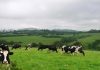 Agricultura dos Açores quer aumento de verbas no Orçamento para 2017