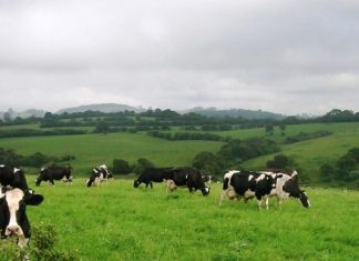 Agricultura dos Açores quer aumento de verbas no Orçamento para 2017