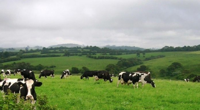 Agricultura dos Açores quer aumento de verbas no Orçamento para 2017