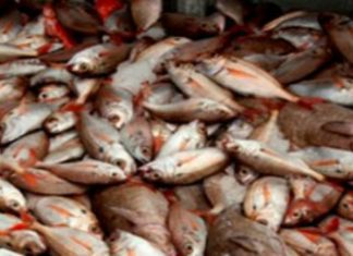 BE defende compensação aos pescadores em período de defeso do goraz DR