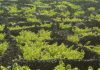 Green Project Awards 2016 distingue Vinha do Pico com menção honrosa DR