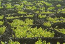 Green Project Awards 2016 distingue Vinha do Pico com menção honrosa DR