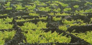 Green Project Awards 2016 distingue Vinha do Pico com menção honrosa DR