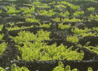 Green Project Awards 2016 distingue Vinha do Pico com menção honrosa DR