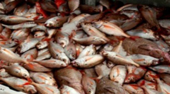 IRP realiza mais de 1.500 inspeções nas 667 missões que efetuou em 2016 DR