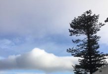 Governo dos Açores assume prejuízos causados pela queda de araucária na Horta