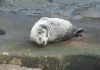 Foca cinzenta avistada nas zonas costeiras do Faial e Pico DR/Manuel Madruga