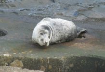 Foca cinzenta avistada nas zonas costeiras do Faial e Pico DR/Manuel Madruga