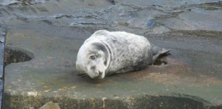 Foca cinzenta avistada nas zonas costeiras do Faial e Pico DR/Manuel Madruga