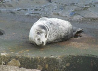 Foca cinzenta avistada nas zonas costeiras do Faial e Pico DR/Manuel Madruga