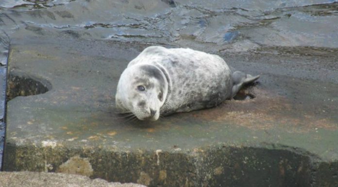 Foca cinzenta avistada nas zonas costeiras do Faial e Pico DR/Manuel Madruga