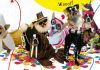 AFAMA promove festa de Carnaval “Noite da Bicharada” DR