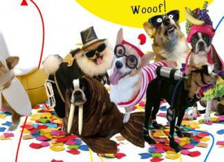 AFAMA promove festa de Carnaval “Noite da Bicharada” DR