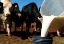 Agricultores açorianos apresentaram 236 candidaturas à Ajuda à Redução da Produção de Leite