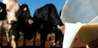 Agricultores açorianos apresentaram 236 candidaturas à Ajuda à Redução da Produção de Leite