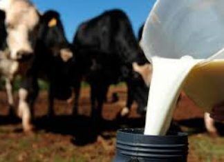 Agricultores açorianos apresentaram 236 candidaturas à Ajuda à Redução da Produção de Leite