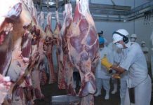 Carcaças de bovinos abatidos nos Açores são de qualidade