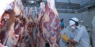 Carcaças de bovinos abatidos nos Açores são de qualidade