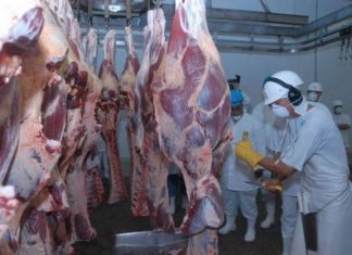 Carcaças de bovinos abatidos nos Açores são de qualidade
