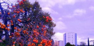 Jardim Botânico do Faial recebe árvore sobrevivente à bomba atómica de Nagasaki
