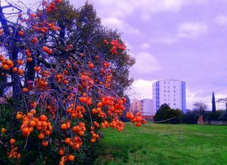 Jardim Botânico do Faial recebe árvore sobrevivente à bomba atómica de Nagasaki