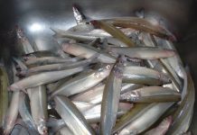 Prova de Pesca