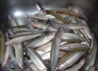 Prova de Pesca