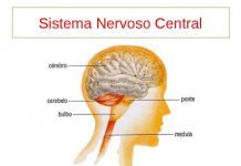 Fundação Rui Osório de Castro lança segundo vídeo animado e educativo sobre tipos de cancro intitulado “Os tumores do Sistema Nervoso Central”