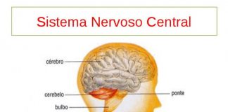Fundação Rui Osório de Castro lança segundo vídeo animado e educativo sobre tipos de cancro intitulado “Os tumores do Sistema Nervoso Central”