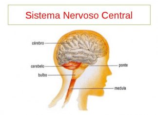 Fundação Rui Osório de Castro lança segundo vídeo animado e educativo sobre tipos de cancro intitulado “Os tumores do Sistema Nervoso Central”