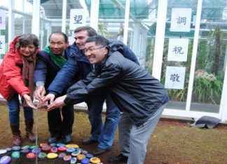 Diospireiro nascido em Nagasaki – Japão plantado Jardim Botânico do Faial TI/SG