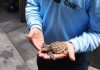 Recuperação de tartaruga em perigo de extinção