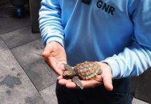 Recuperação de tartaruga em perigo de extinção