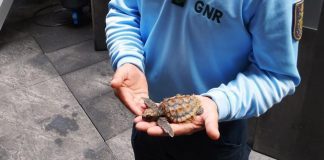 Recuperação de tartaruga em perigo de extinção