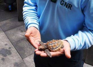 Recuperação de tartaruga em perigo de extinção