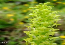 Orquídea mais rara da Europa encontrada no Faial GACS