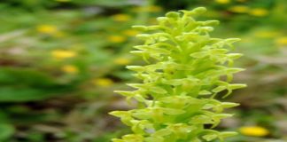 Orquídea mais rara da Europa encontrada no Faial GACS