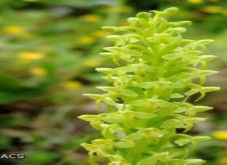 Orquídea mais rara da Europa encontrada no Faial GACS