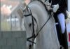 Faialenses destacam-se no Campeonato Regional de Dressage DR/ARDEA