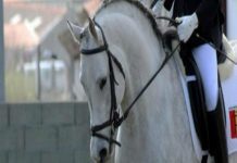 Faialenses destacam-se no Campeonato Regional de Dressage DR/ARDEA