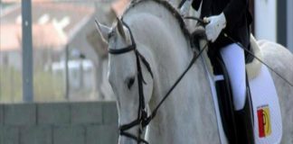 Faialenses destacam-se no Campeonato Regional de Dressage DR/ARDEA
