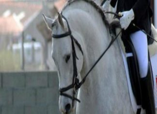 Faialenses destacam-se no Campeonato Regional de Dressage DR/ARDEA